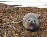 Southern Elephant Seal 